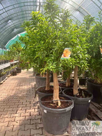 Citrus reticulata - mandarínka , výška 180-200cm