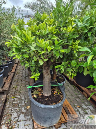 Citrus sinensis - pomarančovník výška 170-180 cm 