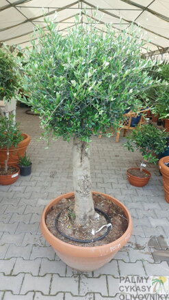 Olivovník európsky Bola výška 160 - 180 cm
