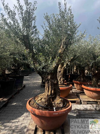 Olivovník európsky Bola výška 220 - 240 cm 