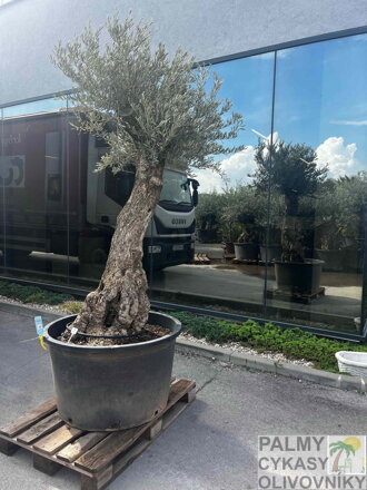 Olivovník európsky Bonsai výška 230 - 250 cm 