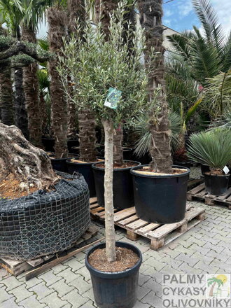 Olivovník európsky výška 180 - 210 cm 