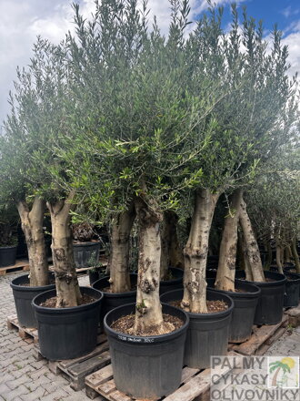Olivovník európsky 270 - 300 cm kmeň 60 cm
