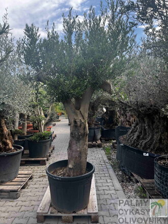 Olivovník európsky 270 - 300 cm kmeň 80 cm 