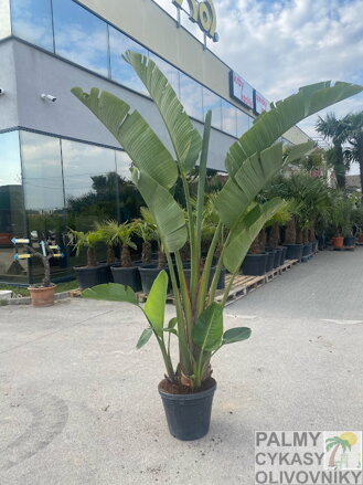Strelitzia Nicolai 200-250cm