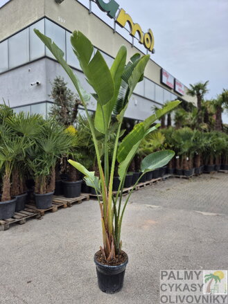 Strelitzia Nicolai výška 200-250cm