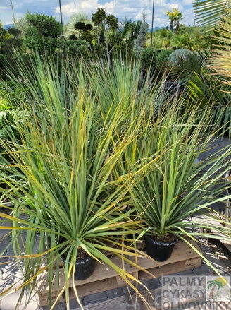 NOLINA NELSONII 100 - 120 cm