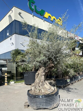 Olivovník európsky Lechin 