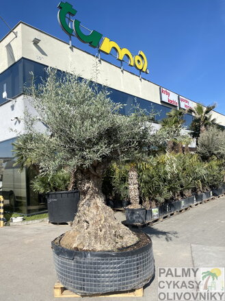 Olivovník európsky Lechin 