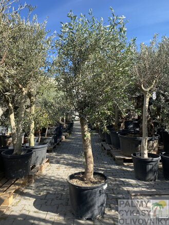 Olivovník európsky intensivo