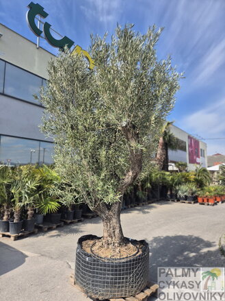 Olivovník európsky výška 250-300cm