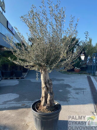 Olivovník európsky mini Bonsai