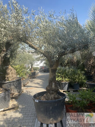 Olivovník európsky výška 160-180cm