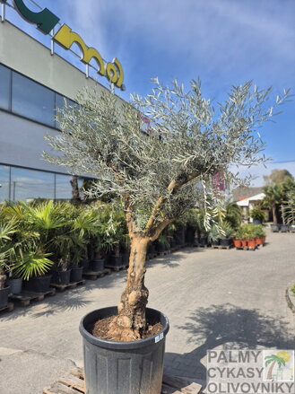 Olivovník európsky výška 160-180cm