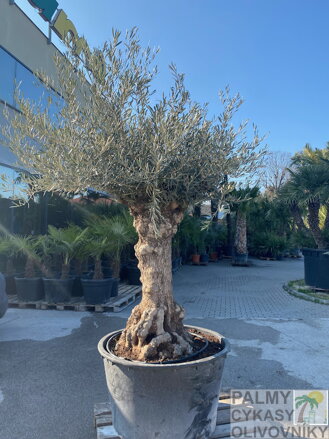 Olivovník európsky Bonsai 