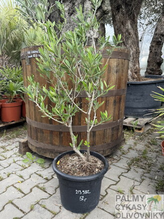 Olivovník európsky Prebonsai Mini 