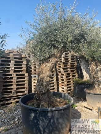 Olivovník európsky Olivo Bonsai výška 200-250cm 