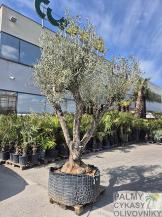 Olivovník európsky výška 250-300cm