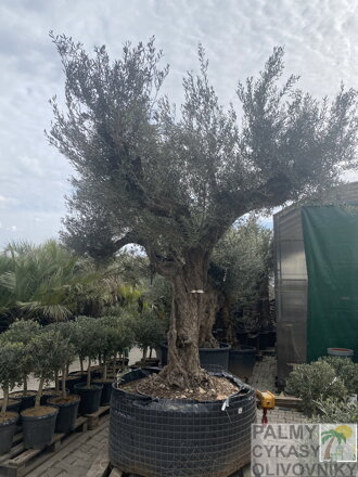 Olivovník európsky PON PON výška 280-300cm