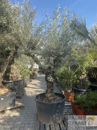 Olivovník európsky výška 180-200cm