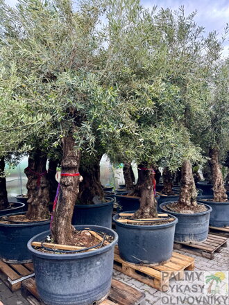 Olivovník európsky bonsai- vysoký kmeň