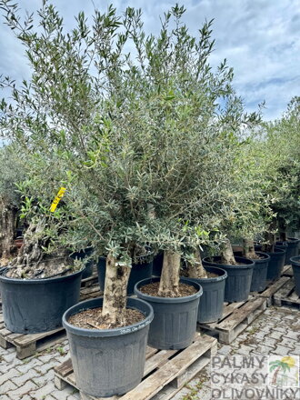 Olivovník európsky 200 - 230 cm kmeň 50-60 cm