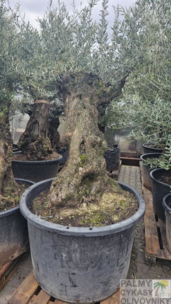 Olivovník európsky Bonsai 200 - 250 cm, kmeň 100/120 cm
