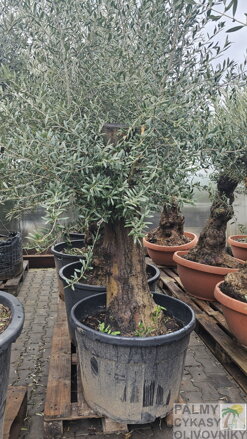 Olivovník európsky Bonsai, kmeň 60/80 cm