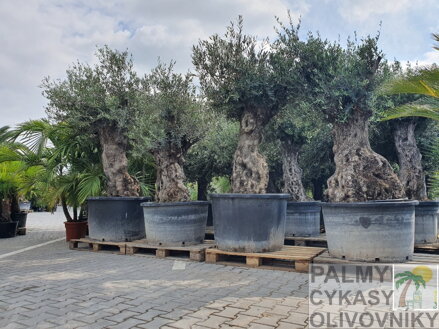 OLIVOVNÍK EURÓPSKY BONSAI 120 - 140 cm