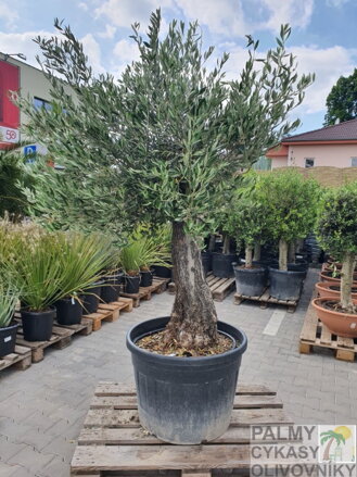 OLIVOVNÍK EURÓPSKY BONSAI 40 - 60 cm
