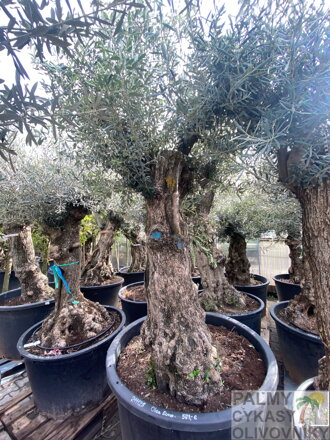 Olivovník európsky Bonsai výška200-250cm