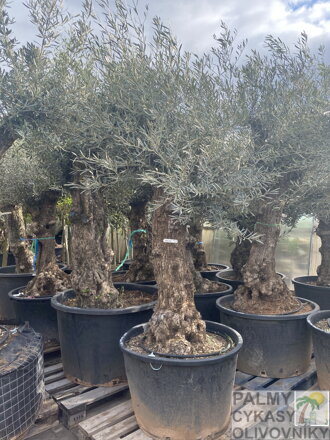 Olivovník európsky Bonsai výška 175-200cm