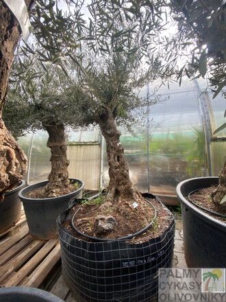 Olivovník európsky Bonsai výška 175-200cm