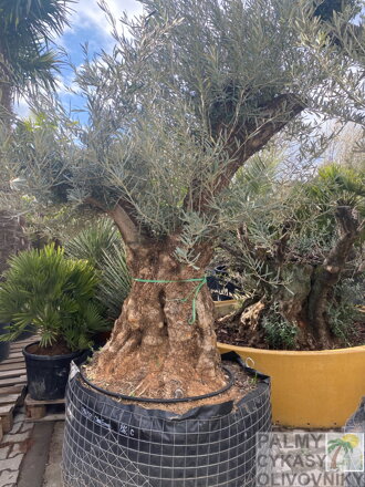 Olivovník európsky Bonsai výška 200-250cm