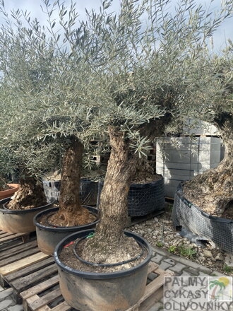 Olivovník európsky Bonsai výška 170-220cm