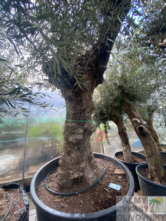 Olivovník európsky Bonsai výška 200-250cm