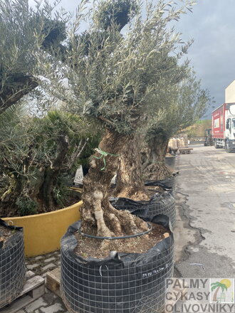 Olivovník európsky Bonsai výška 200-250cm
