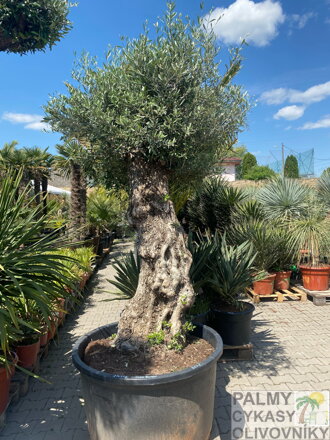 Olivovník európsky Bonsai výška 270-350cm