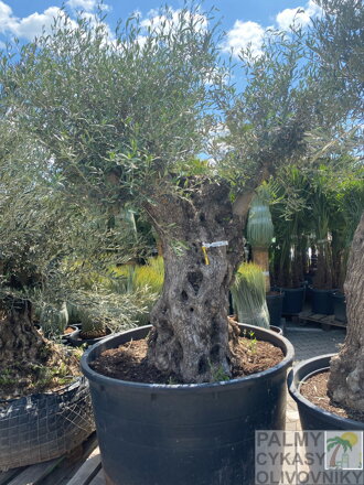 Olivovník európsky Bonsai výška 270/350cm