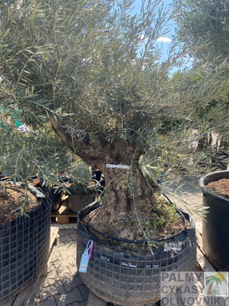 Olivovník európsky Bonsai výška 200-250cm