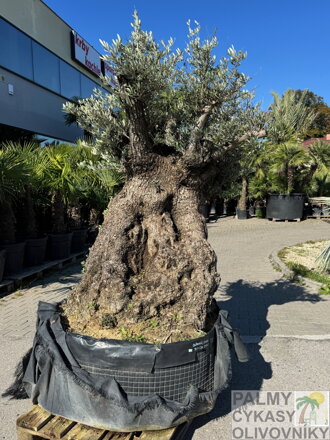 Olivovník európsky Bonsai Maxi 200/220