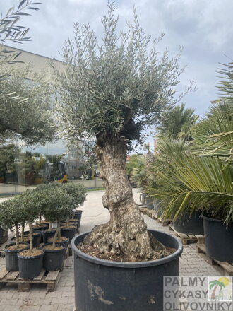 Olivovník európsky Olivo Bonsai výška 200-250cm