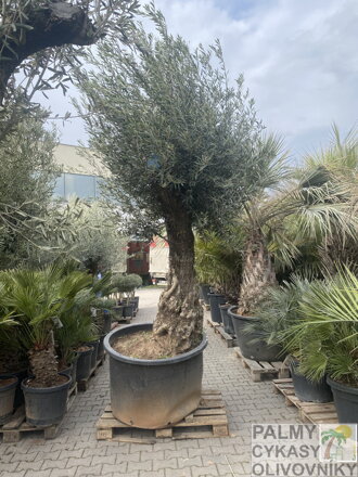 Olivovník európsky Olivo Bonsai výška 270-340cm 