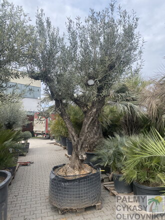 Olivovník európsky výška 250-300cm