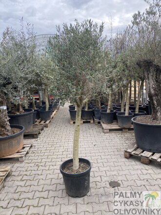 Olivovník európsky 160-180cm, kmeň 25-30cm