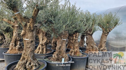 Olivovník európsky Bonsai 80/100 výška 200-250cm