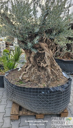 Olivovník európsky Bonsai 140/160 koreňový bal