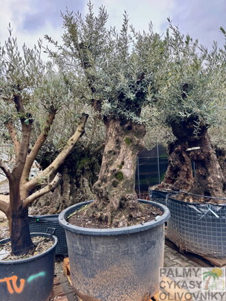Olivovník európsky Bonsai 200-250cm, kmeň 100/120 cm