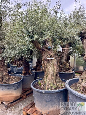 Olivovník európsky Bonsai 200-250 cm, kmeň 80/100 cm