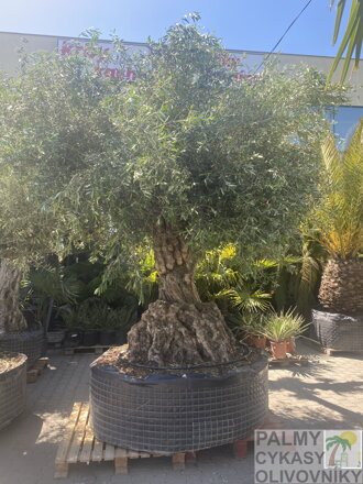 Olivovník európsky Bonsai Lechin